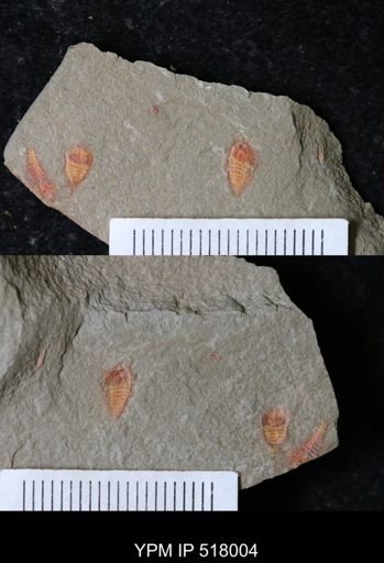 undet. Synziphosurina