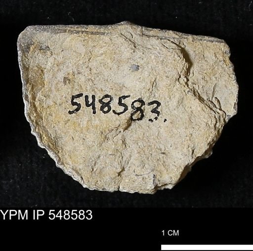 Stropheodonta inflexa?