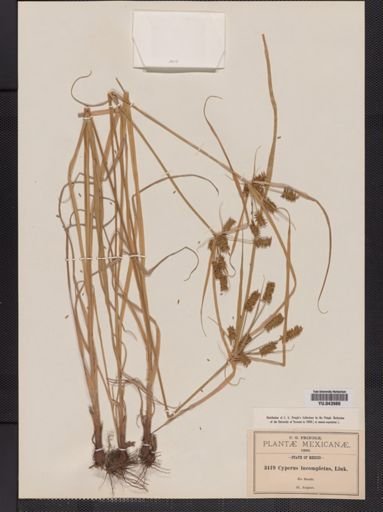 Cyperus