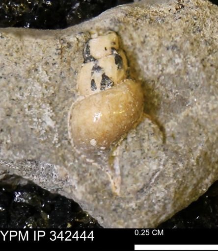 undet. Gastropoda