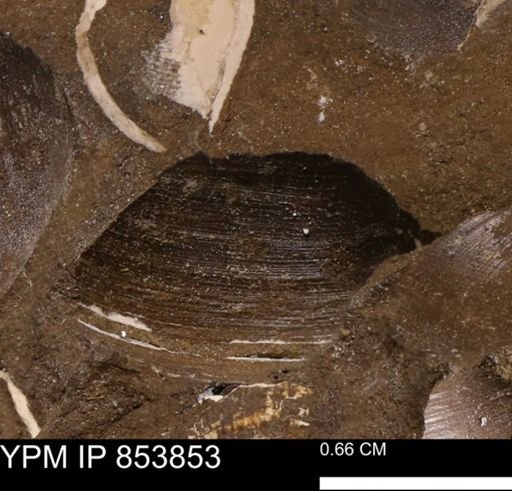 Limopsis striatopunctatus
