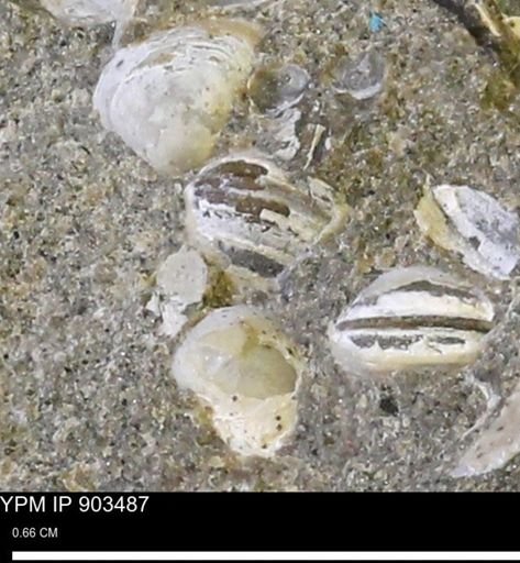 Corbulamella sp.