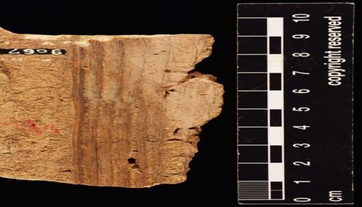 Calamites sp.