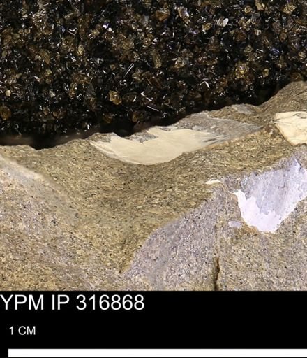 undet. Mollusca