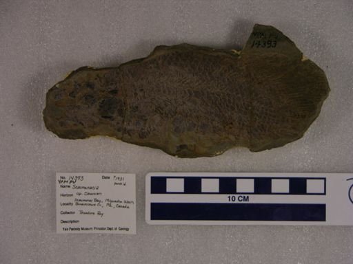 Scaumenacia sp.