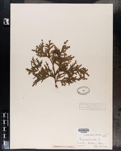 Thuja occidentalis