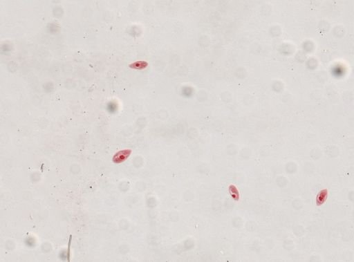 Paramecium calkinsi