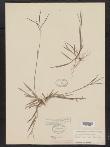 Digitaria ischaemum