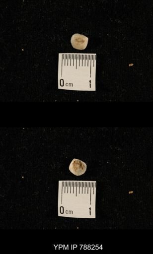 undet. Brachiopoda