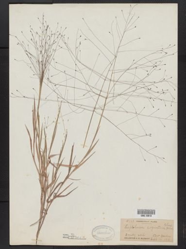 Digitaria cognata