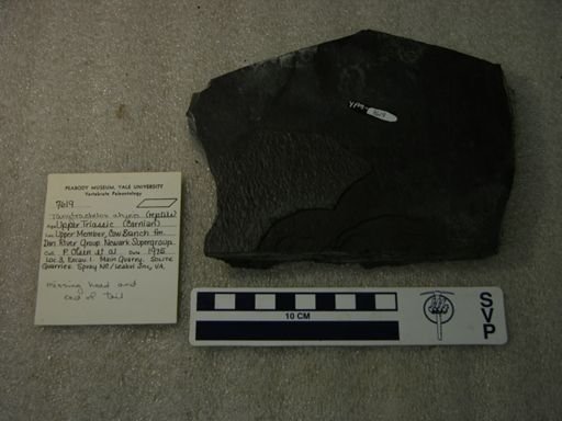 Tanytrachelos ahynis