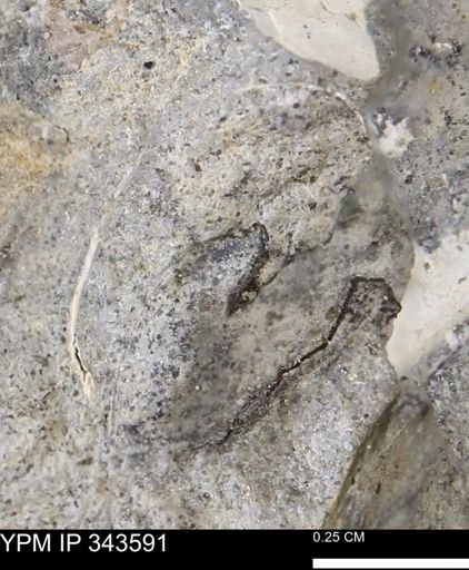 undet. Bivalvia