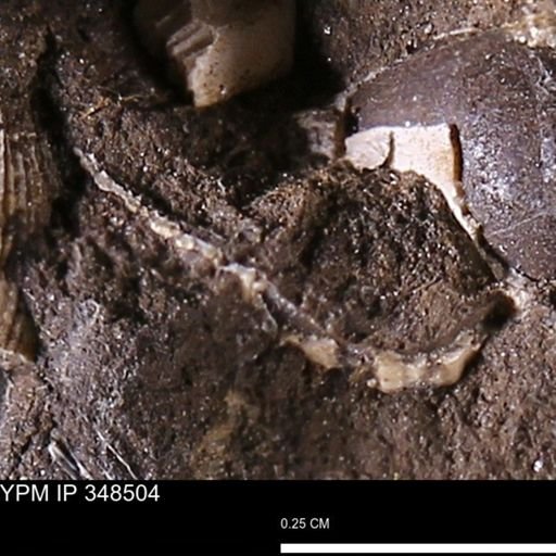 undet. Mollusca