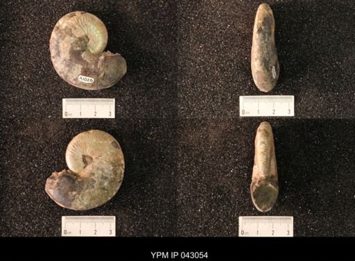 Hoploscaphites nicolletii