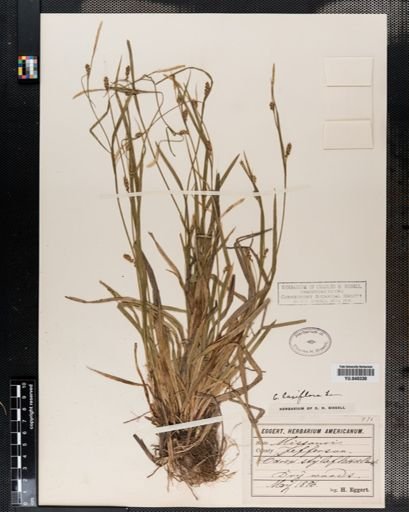 Carex laxiflora