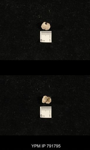 undet. Brachiopoda