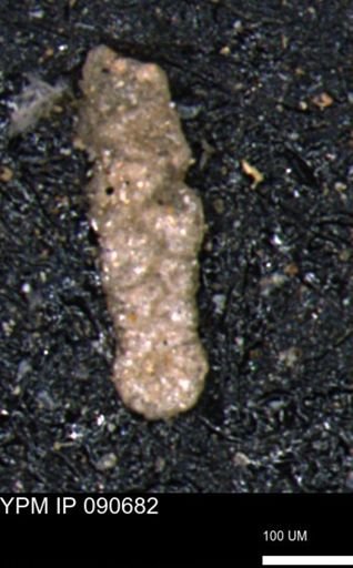 Ammobaculoides whitneyi