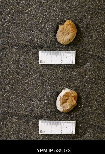 Scaphites cf. hippocrepis