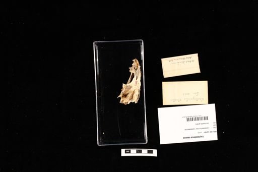 Lepisosteus osseus