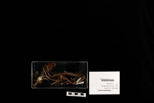 Physignathus lesueurii