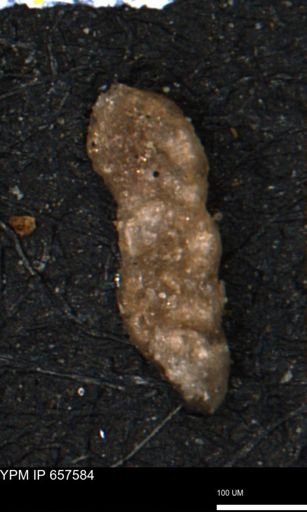 Ammobaculites euides