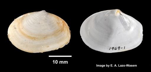 Periploma leanum