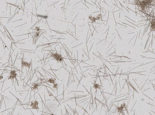 Suberites sp.