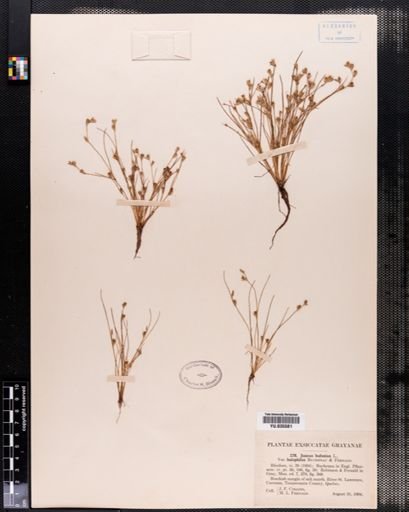Juncus bufonius
