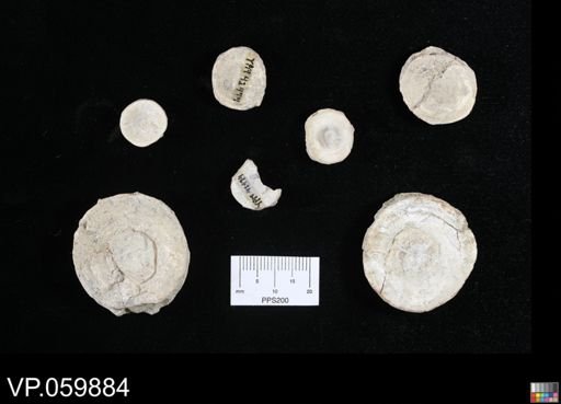 undet. Chondrichthyes