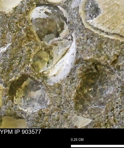 Corbulamella?
