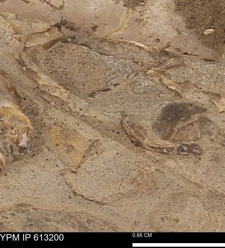Baculites sp.