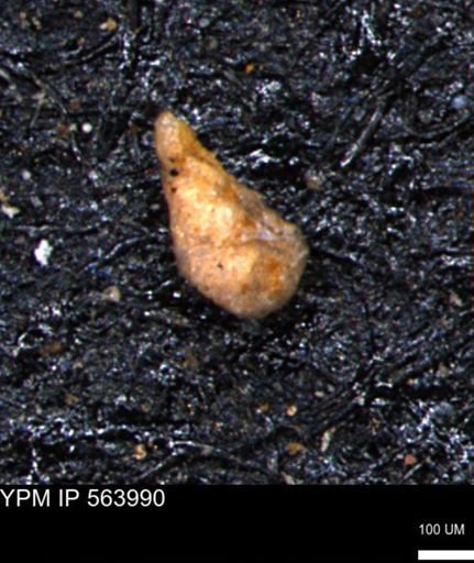 Ammobaculites obliquus