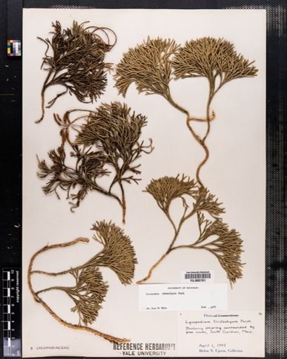 Lycopodium tristachyum