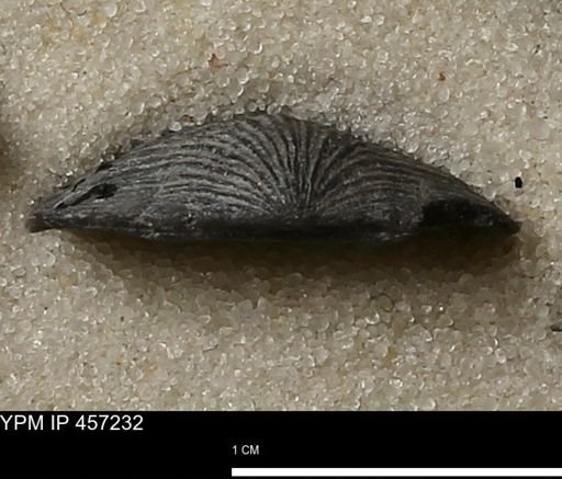 Stropheodonta erratica fissicosta