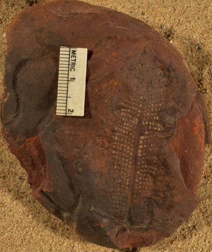 Pecopteris