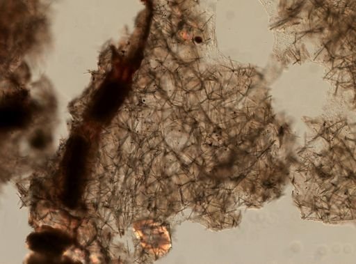 Myxilla incrustans