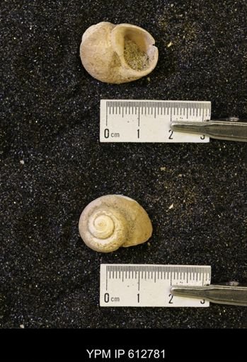 Vanikoropsis sp.