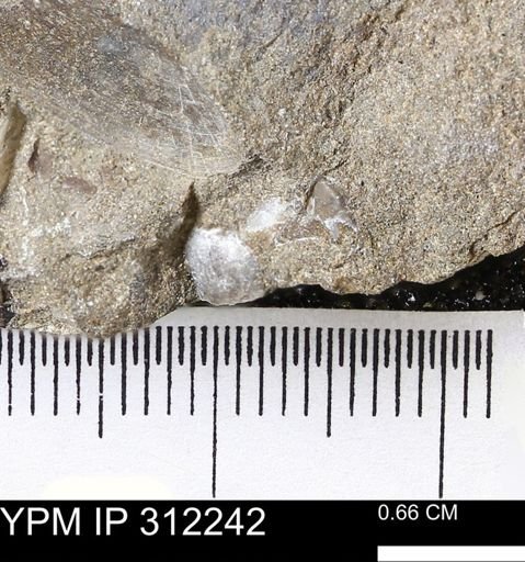 undet. Bivalvia