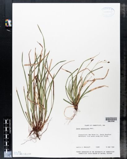Carex pedunculata