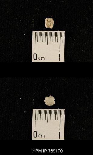 undet. Brachiopoda