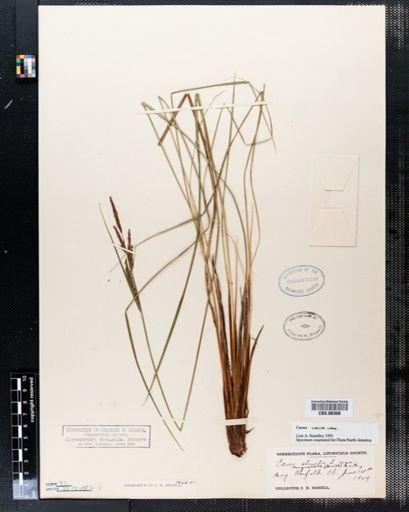 Carex stricta