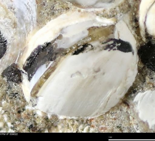 Corbulamella gregaria