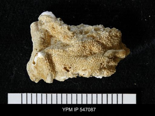 Schizoporella unicornis
