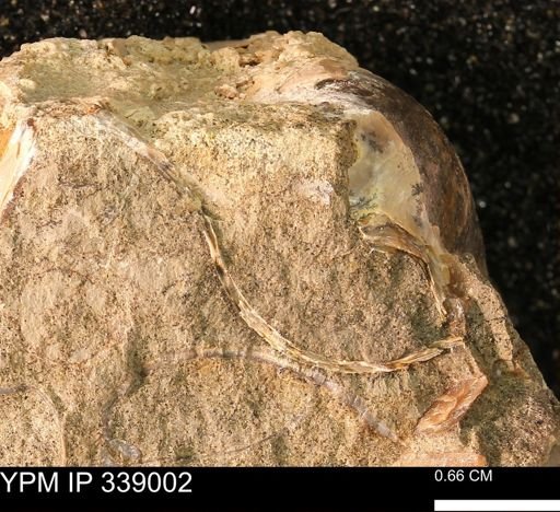 undet. Bivalvia