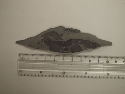 Eurypterus sp.