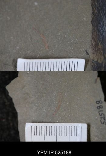 undet. Arthropoda