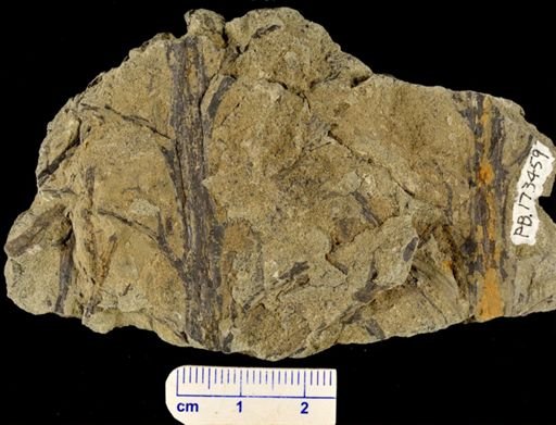 Pertica varia