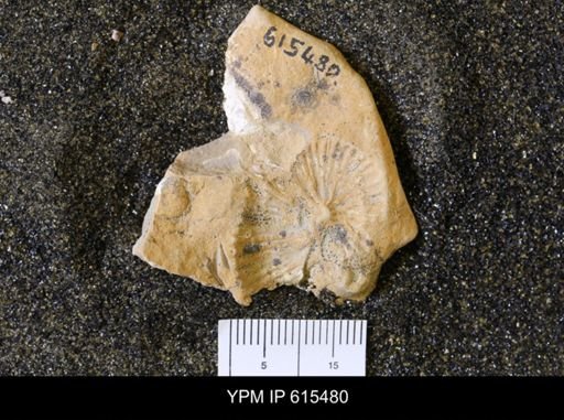 Scaphites sp.