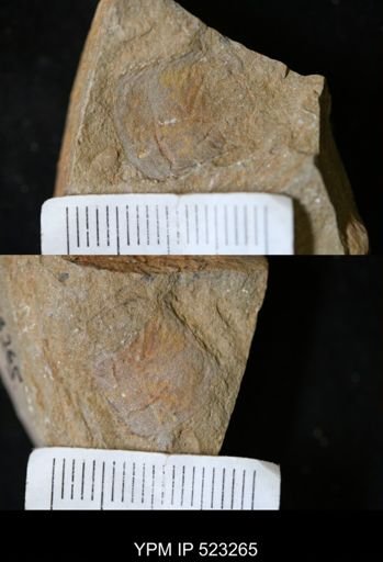 undet. Nautiloidea