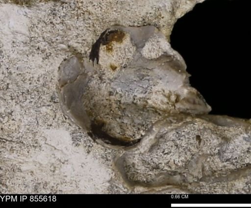 Ostreidae